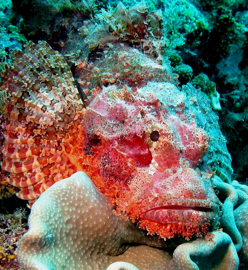 IMG_7620rc_Maldives_Madoogali_Poisson scorpion a guenilles - Scorpaenopsis venosa.jpg